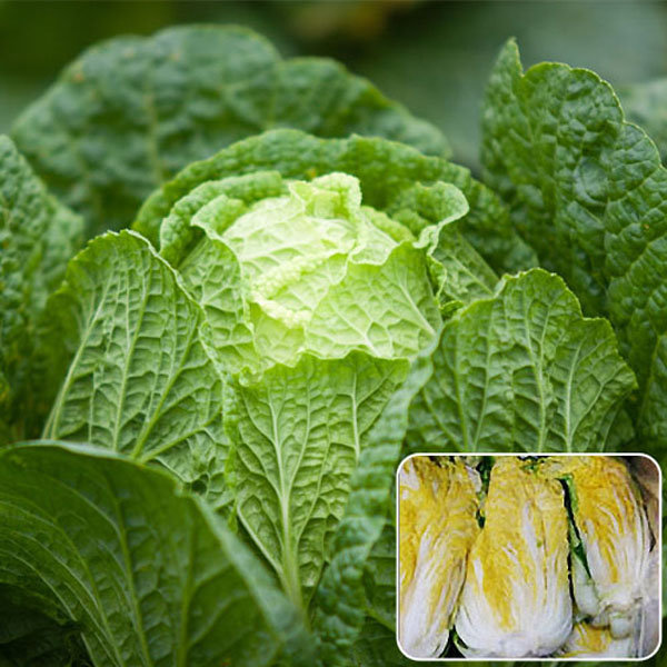 강원도 고랭지 가을 햇 김장배추 정선 절임배추 20kg 2025년 김장  절임배추 알타리무 동치무 예약 받습니다