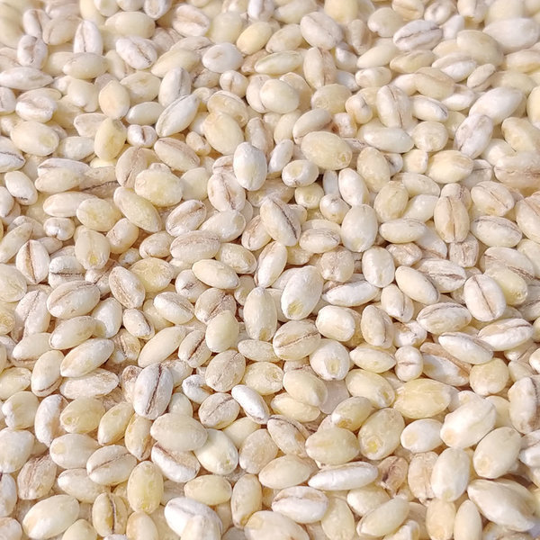 [오늘출발] 군산 흰찰쌀보리4kg/흰찰보리/찰보리 25년산 햇흰찰보리