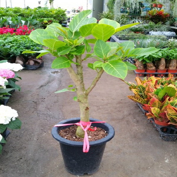 소나무집 뱅갈고무나무 고무나무  공기정화  1001