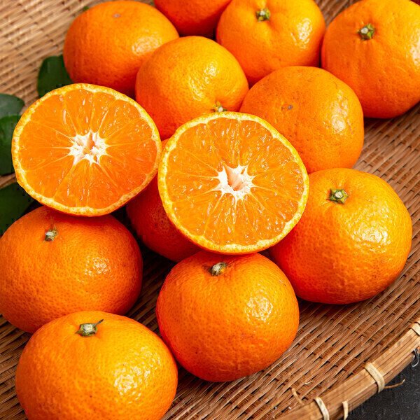 [오늘출발] 감귤나라 감귤 10KG 랜덤과 (2S~M)