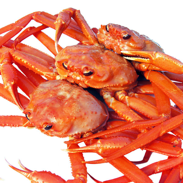 (홍게나라)  속초 생물_프리미엄형3kg(6~9마리) 붉은대게 당일조업 산지직송