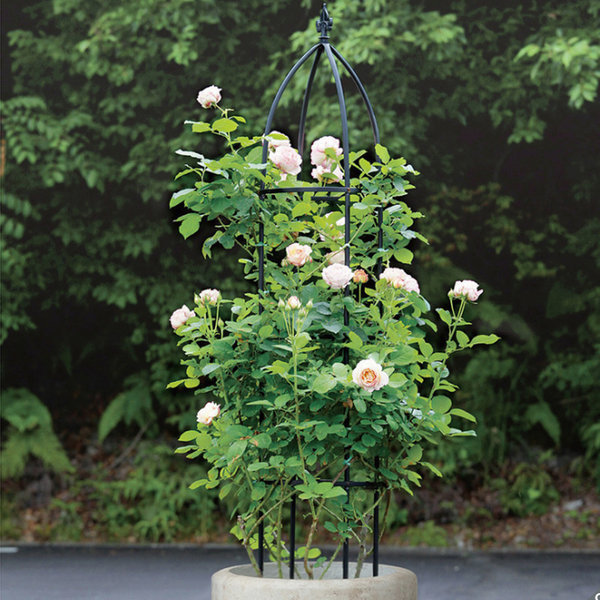 오벨리스크 철제 덩굴시렁 1.9m 장미넝쿨 식물지지대