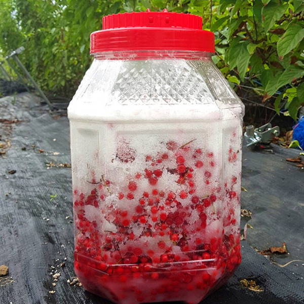 충북 제천 햇 오미자청 10kg 오미자5kg+설탕5kg 2024년 햇오미자담금 설탕절임