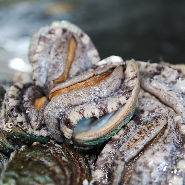 완도전복 (신선집중) 바다마을 완도 참전복 대왕특대 6~7미 1kg