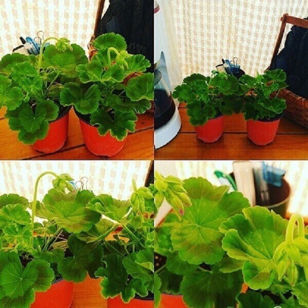 제라늄 5개 세트 (10cm칼라포트5개화분배송)농장직송