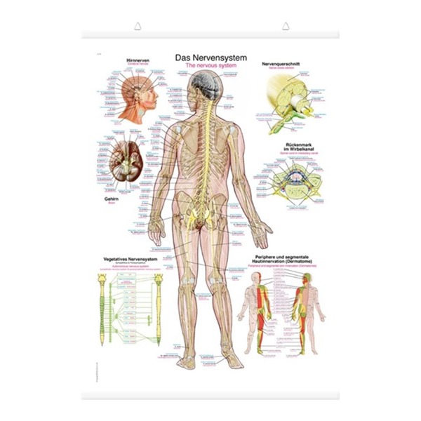 신경계 차트 AL105