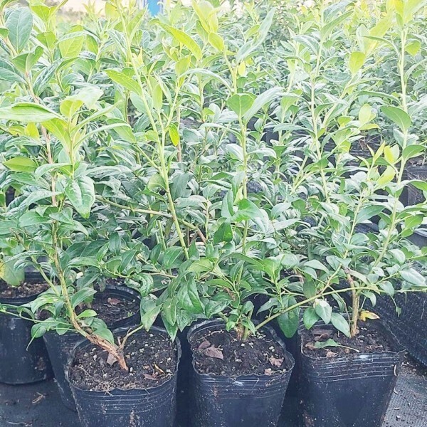 [오늘출발] 블루베리묘목 블루베리나무묘목 왕블루베리 2년생대과종