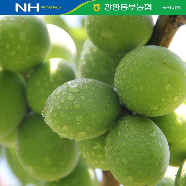 광양옥곡매실농장 청매실 10kg(대/M) 광양동부농협
