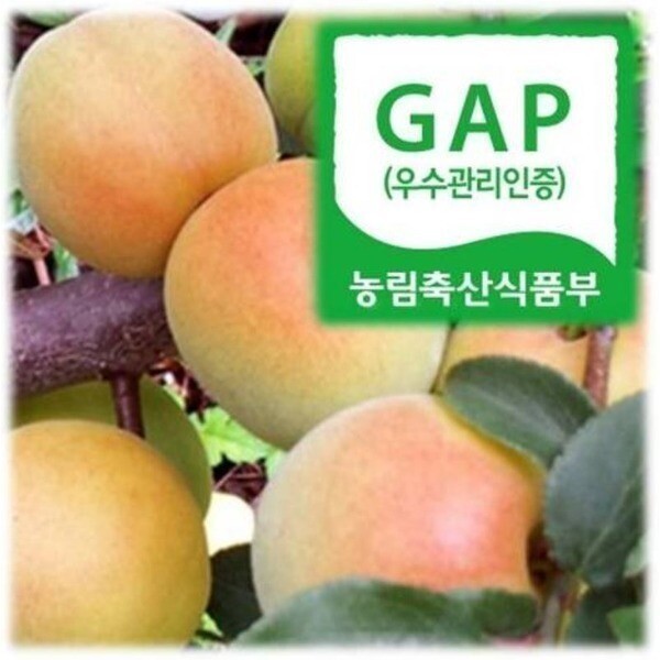 하동 무농약 황매실 10kg( 특) 2번과