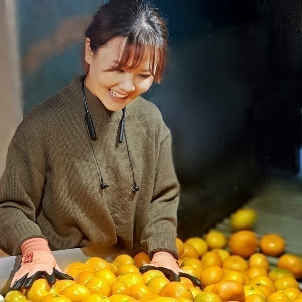 [오늘출발] 유나네농장 노지감귤 10kg 중과(M/L과) 조생귤 농장직배송
