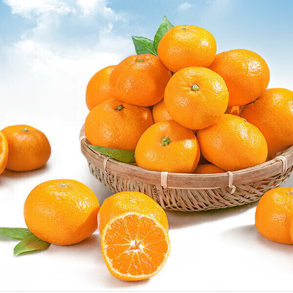 [오늘출발] 다사모농장 제주 타이벡 노지  감귤 귤 10kg L-2L 중대과