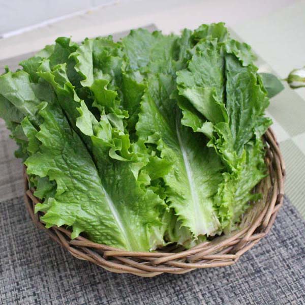 [오늘출발] 로메인상추4kg/국내산/최상품/자연대로팜웨이