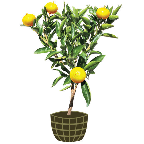 3년생 제주직배송/금귤/낑깡/하귤/레몬/청견/당유자