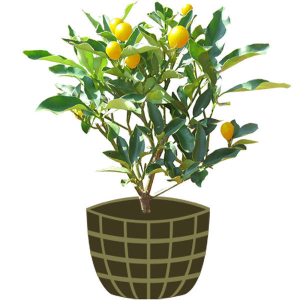 3년생 금귤나무 묘목 제주도 산지 직발송 정원 가꾸기