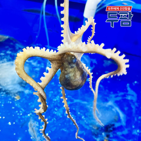 [오늘출발] 활낙지 산소포장 산낙지 (대) 1마리 140g내외