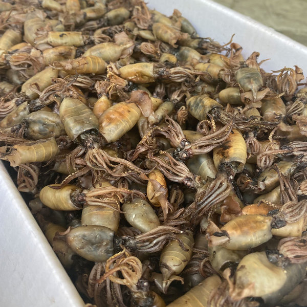 [오늘출발] 신건호멸치 상급 국산 먹꼴뚜기 1kg 꼴두기 먹물꼴뚜기 건꼴뚜기