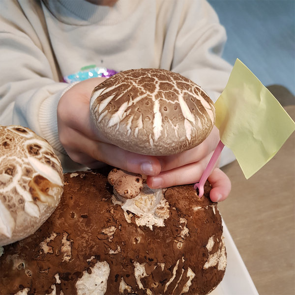 집에서 표고버섯 키우기 버섯키우기 키트 배지 베지 쑥쑥 잘자라요