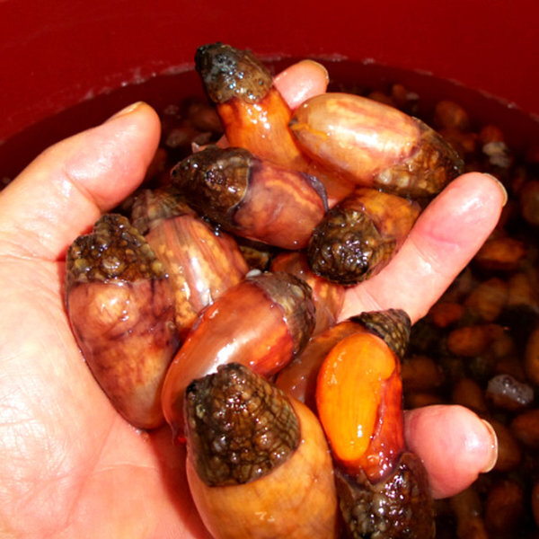 마산 진동 미더덕 참미더덕 1kg 제철 미더덕회 생물 미더덕