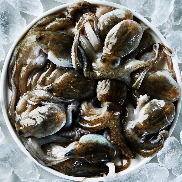 (신선집중) 봄 제철 통통 활쭈꾸미 1kg 7-12미 내외 / 암수랜덤 발송