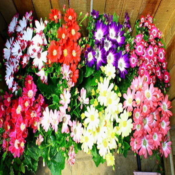 봄꽃특집  야생화 다년초~최저가3000원