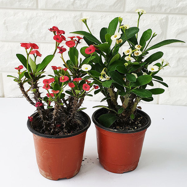 꽃기린 색랜덤/꽃기린 꽃화분 선인장 다육이