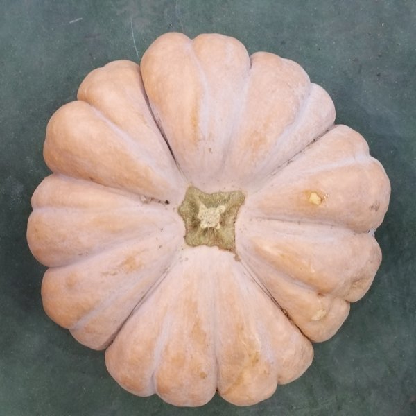 국내산 늙은호박 정품특품 햇 맷돌호박 3kg~4kg