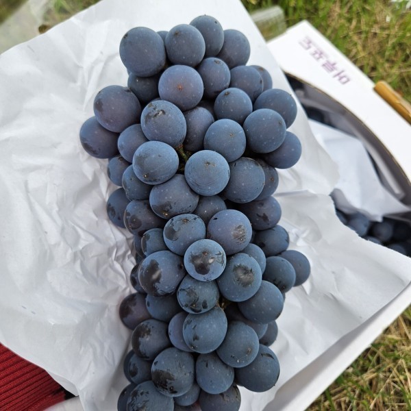 [오늘출발]머루포도 포도 머루포도 특등급 6송이 5KG