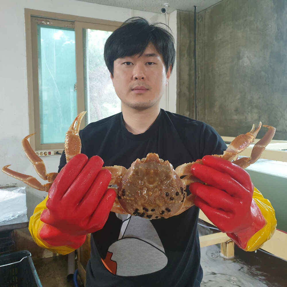 [오늘출발] 수율90%내외 자숙 박달형홍게3KG(9~11마리) 특가