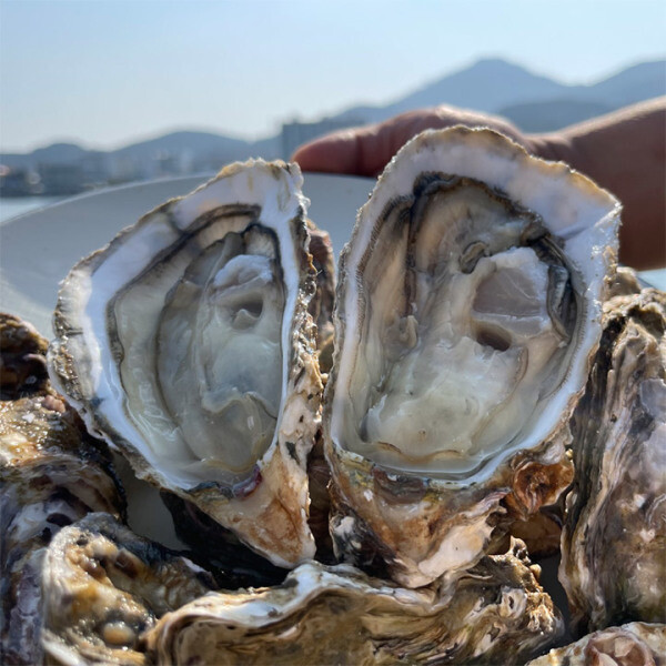 [오늘출발] 통영 고성 남해 석화 10kg 굴 생굴 각굴 통영산지직송 국내산 알이 꽉찬 석화 제철