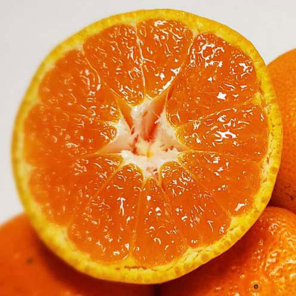 귤/제주 감귤/ 서귀포 고당도 노지 귤 10kg 랜덤or쥬스용특대과