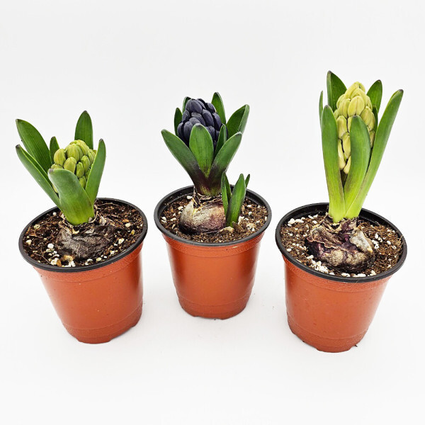 [오늘출발] 꽃집아가씨 (구근모음전)히아신스 튤립 무스카리 수선화 크로커스 낱개판매 색상다양 봄꽃 식물 추식구근