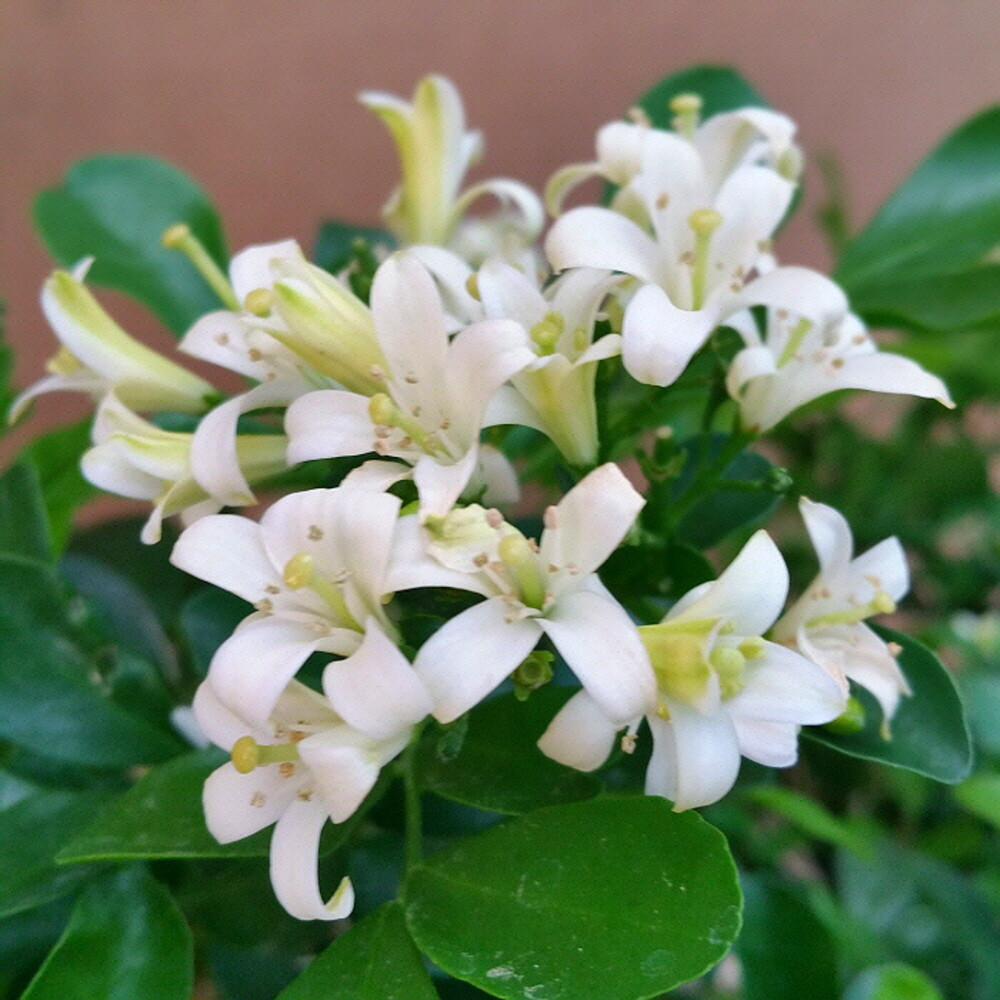 소나무집  꽃망울 가득 신품종 오렌지 자스민 중형