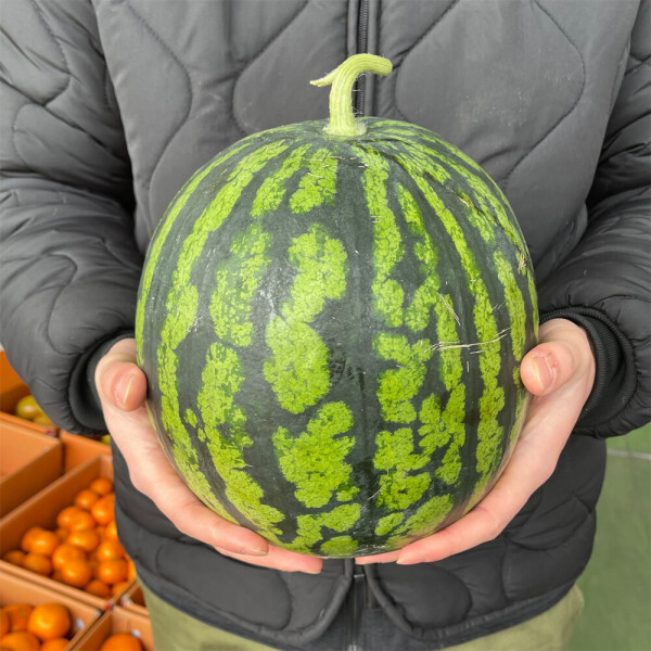 고당도 꿀수박 /1+1 / 5kg 내외 / 좋은가격