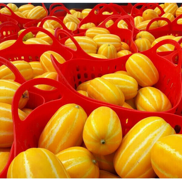 (물가안정)(신선집중) 성주참외 가정용 당도선별 4.5kg 실중량 /랜덤 파손방지