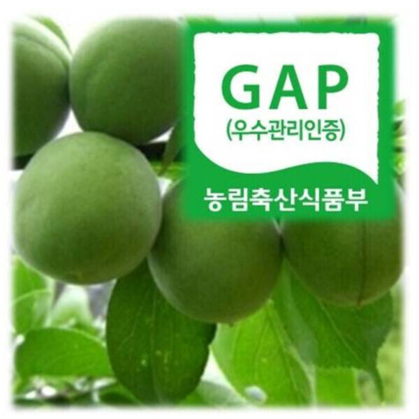 하동참다래매실농원 청매실  5kg (대) 3번과