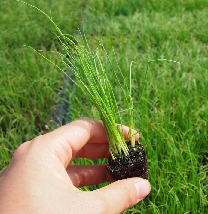 [오늘출발] 대파모종 20(개) 흑금장파 우체국택배 신속발송