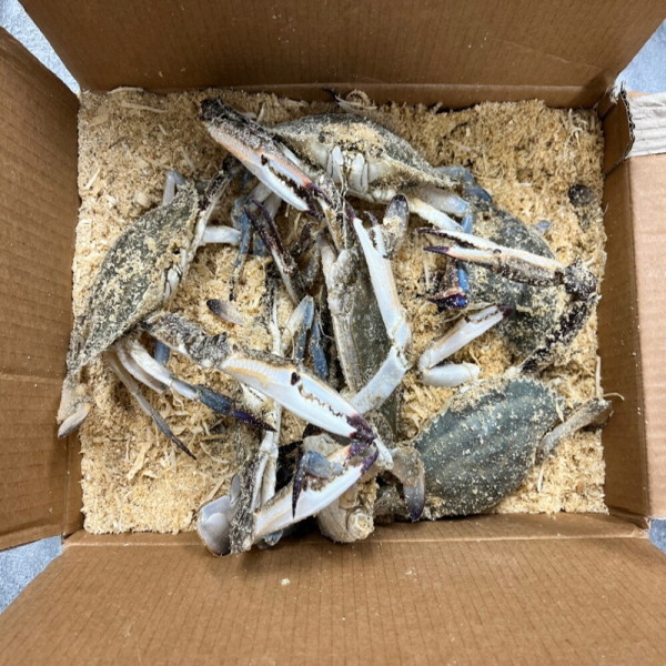 살아서 도착하는 활 톱밥 숫꽃게 3kg 무료배송  암꽃게 3kg 암수랜덤 무료배송 12미내외 / 순차발송