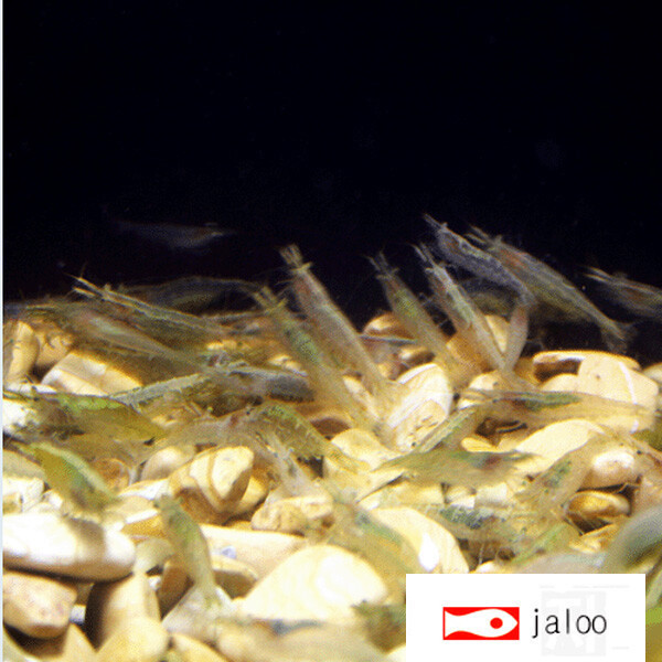 [오늘출발] 생이새우 이끼제거용 관상용 어항청소 150마리