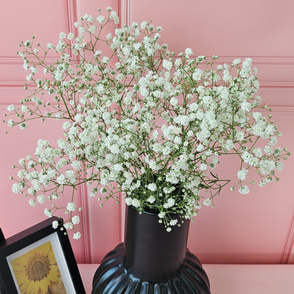 [오늘출발] 흰색안개한다발 안개꽃 생화 꽃배달 봄꽃 화분 도매생화사용 꽃바구니 생일꽃 싱싱한생화 유스풀몰 무료배송