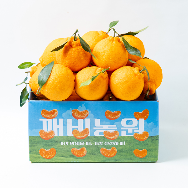 (신선집중) (깨비농원) 첫수확 고당도 제주한라봉 2kg/2개 구매시 4.5kg 발송