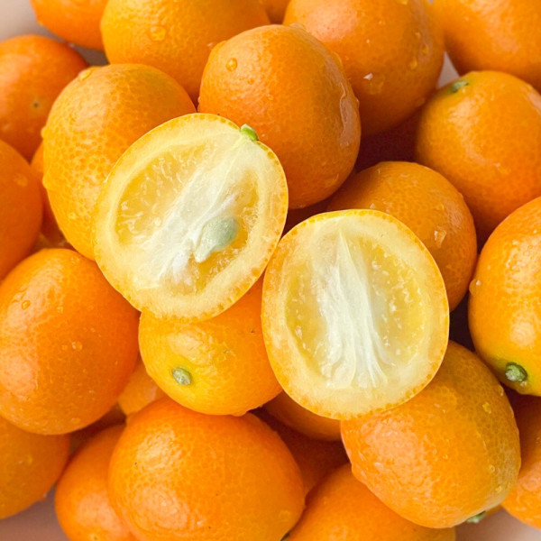 제주 서귀포 표선농협 금귤 낑깡 대과 1.5kg