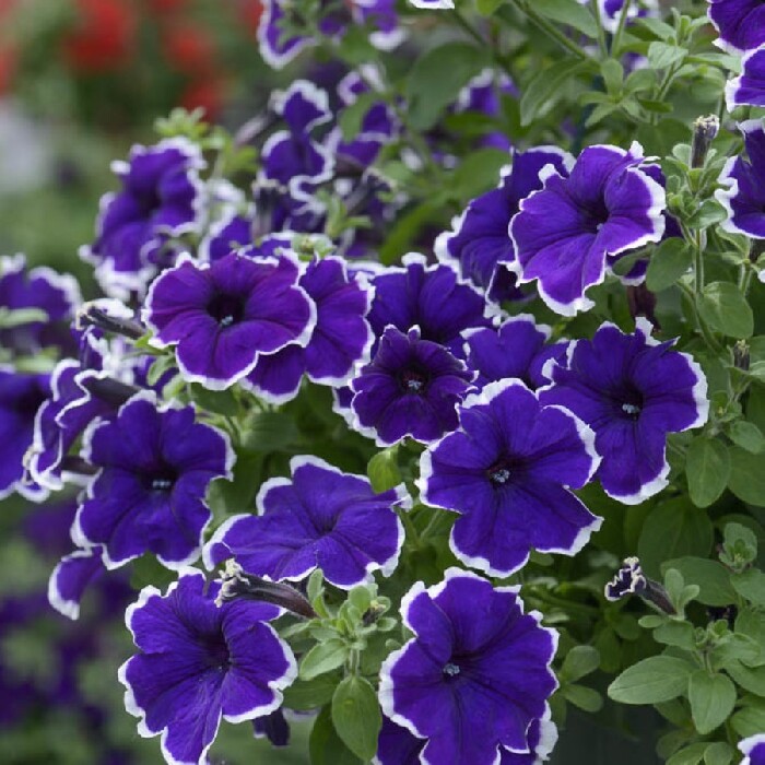 [오늘출발]덩굴성꽃씨/페츄니아 바카라 블루피코티 10립 씨앗 CG004042