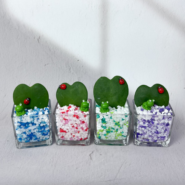 하트호야 수경재배키트 키우기 공기정화 수경재배식물 무료배송10+1 사은품 증정