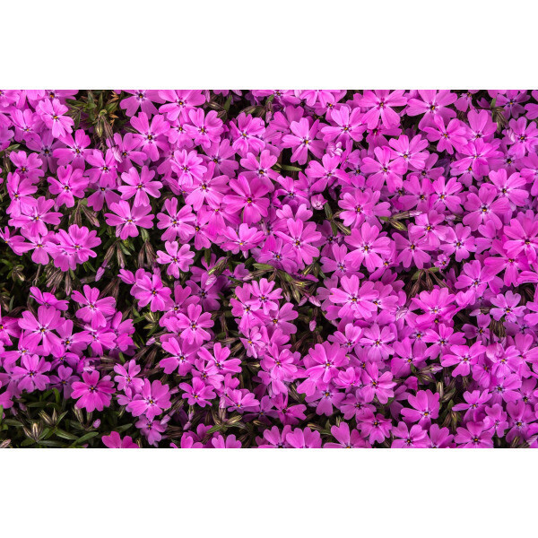 꽃잔디 홍설 포트묘 모종 여러해살이풀 40포트 1묶음