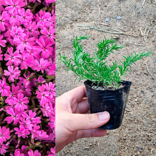 홍설 꽃잔디 모종 60개 봄 야생화 패랭이꽃 무료배송