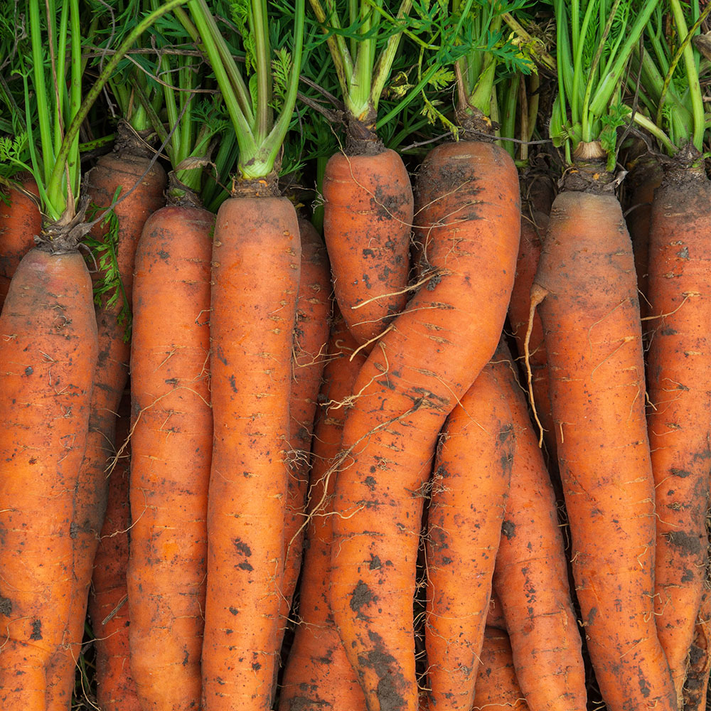 국내산 당월출하 햇 흙 당근 3kg 10-15개