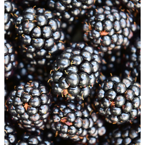 백운팜 슈퍼복분자10kg(급냉) 슈퍼복분자 씻을필요 없는 편리한 생과 3차선별 에어세척