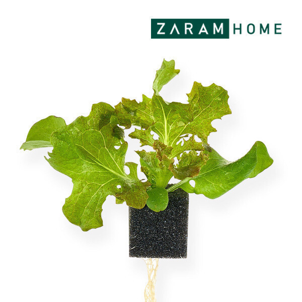 [오늘출발] 스마트팜 수경재배 모종 멀티리프레드 6개입  / 계약재배 3주소요