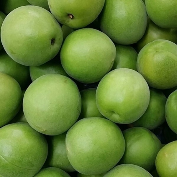 청매실 10kg 왕특  엑기스용  5월말이후 발송