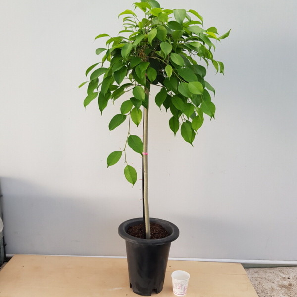 소나무집 멋스러운  공기정화 식물  아담이 킹벤자민